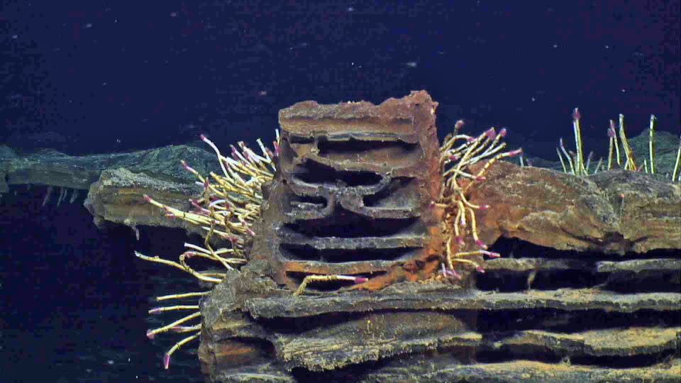 Axial Seamount underwater volcano eruption coverage by dailymail